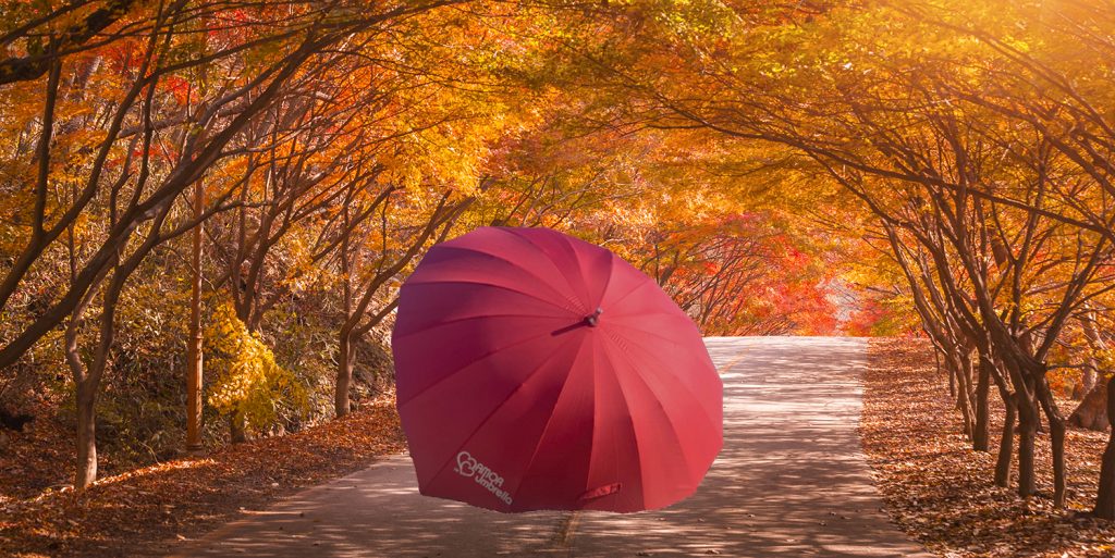 Autumn in Korea and maple tree in the park , Naejangsan national park in autumn season,South Korea on November 10, 2014.